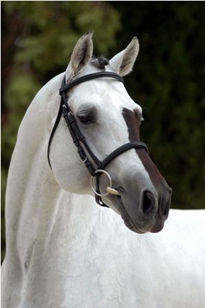 Acorado II - Stallion